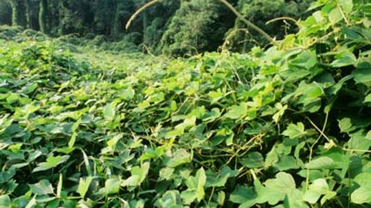 How Kudzu Works