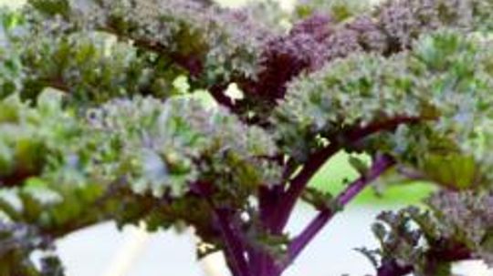 Kale: Natural Weight-Loss Food