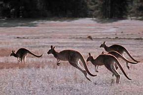 Kangaroos hopping across an open expanse