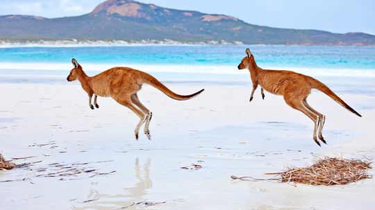 Why Do Kangaroos Hop?