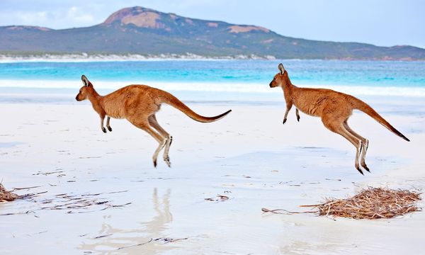 Kangaroo Hopping