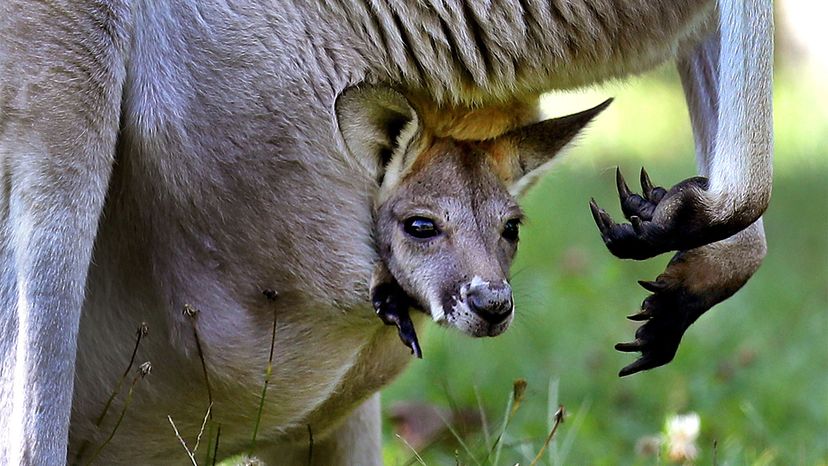 kangaroo pouch