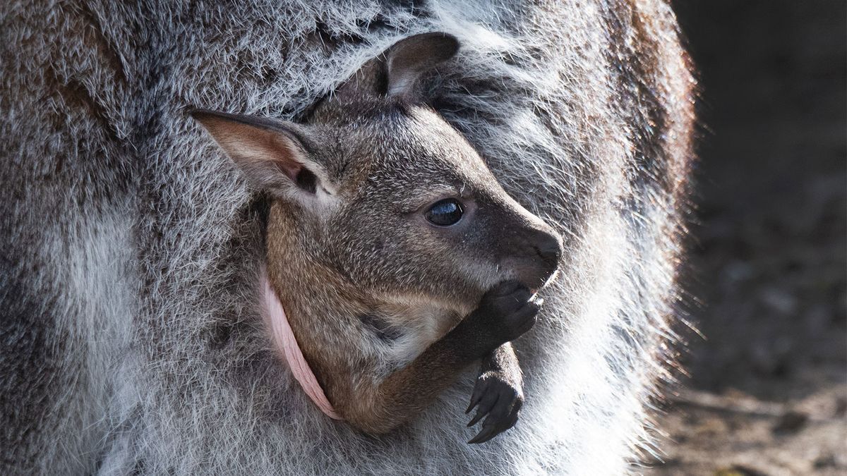 What’s It Like Inside a Kangaroo’s Pouch?