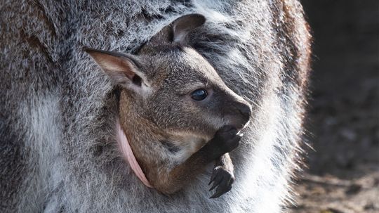 What's It Like Inside a Kangaroo's Pouch?