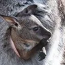 What's It Like Inside a Kangaroo's Pouch?