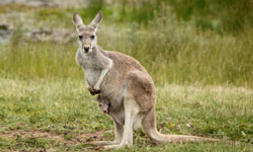 The Ultimate Kangaroo Quiz