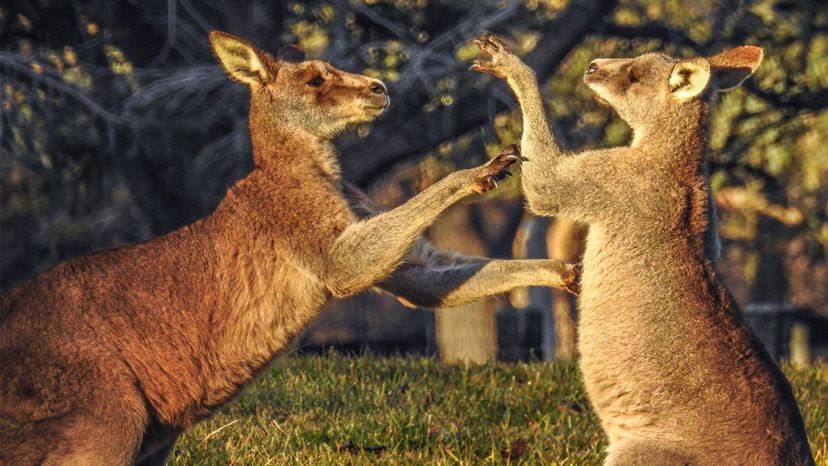 kangaroos boxing