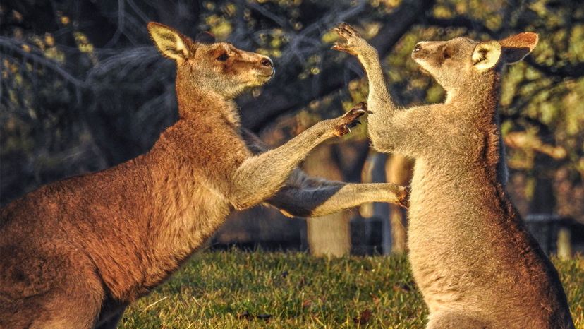 red kangaroo fighting