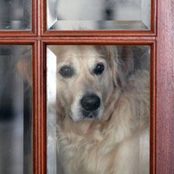 dog looking out a window