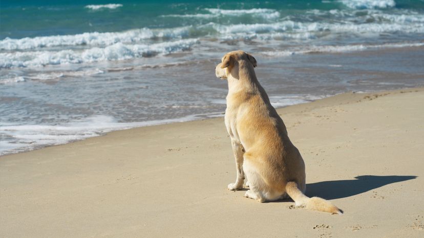 keep fido on the beach