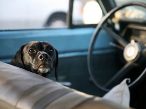 A good dog can make a road trip complete. Check out these pet pictures.