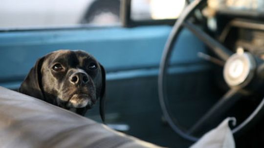 Is there anything you can do to keep your pet entertained on a long car trip?