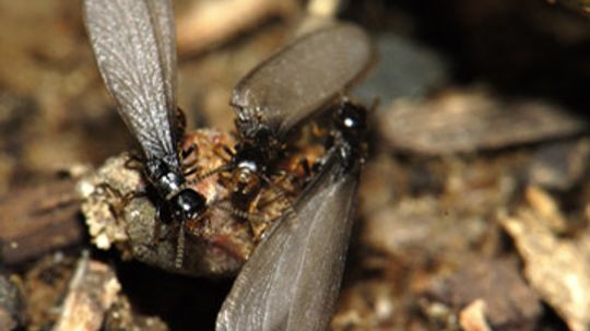 Keeping Termites Away From Your Home