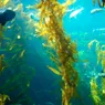 Could Giant Sea Kelp Be the Next Biofuel Source?