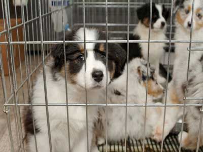 puppies in a kennel