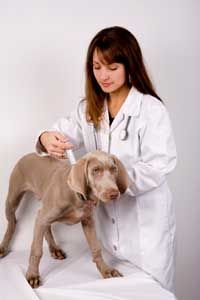 dog getting vaccinated