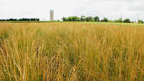 Kernza: The Environment-friendly Wheat Crop that Wants to Feed the World - Vimarsana News