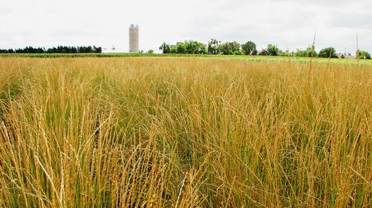 Kernza: The Environment-friendly Wheat Crop that Wants to Feed the World