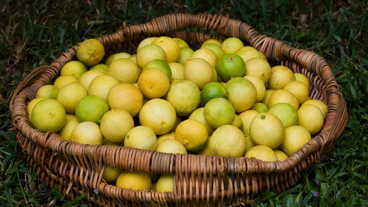 What's the Difference Between Key Limes and Regular Limes? HowStuffWorks