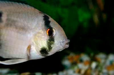 Keyhole Cichlid