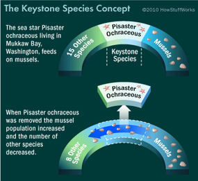 What Is a Keystone Species? 4 Examples to Help Explain •