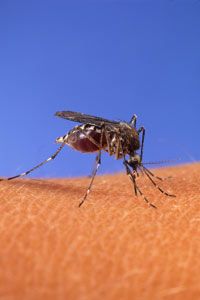 Mosquitoes like this one brought the West Nile virus to the North America for the first time in 1999. See more pictures of insects.