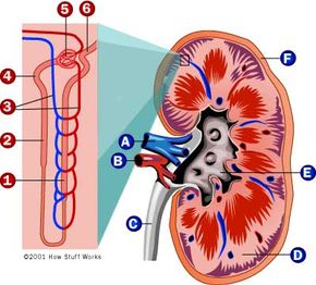 Diagram showing the parts of the kidney and the nephron