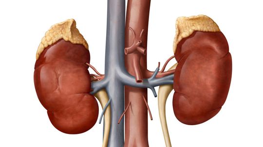 How Many People Could Use the Same Kidney?