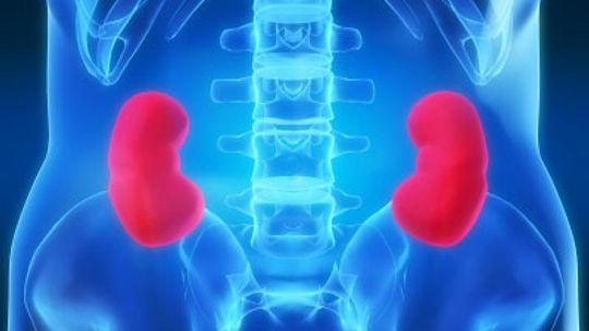 How Your Kidneys Work