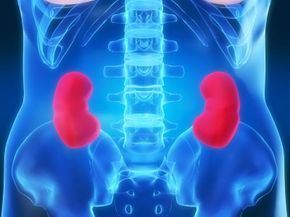 The kidneys maintain water volume and balance as well as regulate blood composition. 