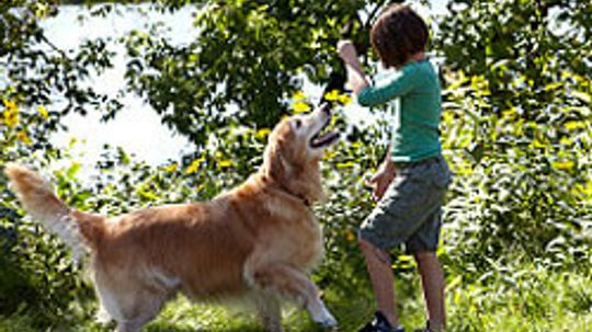 10 Fun Games for Kids and Dogs