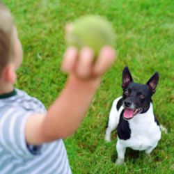 boy playing fetch with dog