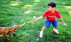 boy playing tug of war with dog