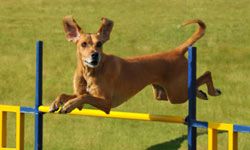 dog agility