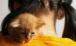 A kitten sits on a little girl's shounder.