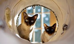 Two Siamese cats peer through a tunnel.