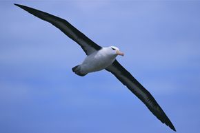Death often conjures thoughts of superstition, but why are the deaths of albatrosses especially distressing?