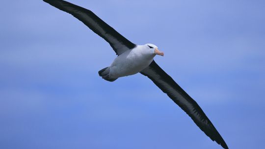 为什么杀死信天翁会带来厄运?＂width=