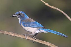 The Florida scrub jay is one bird species where some members act as helpers during the breeding season. Instead of mating themselves, the helpers assist the breeding pairs with getting food and fighting off predators.