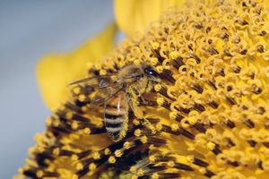 honeybee