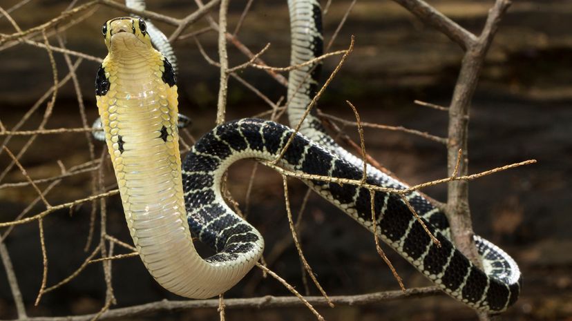 Reptile friends - Fun fact for ya! King Cobras aren't actually