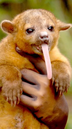 Kinkajou