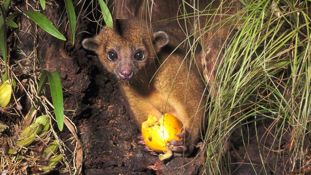 When Kinkajous Don't Play Nice | HowStuffWorks