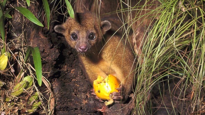 Kinkajou	