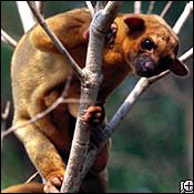 kinkajou