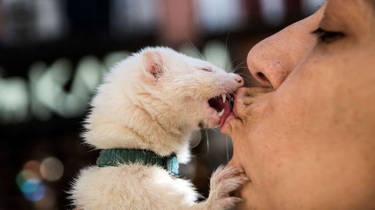 Is It OK to Kiss Your Pets on the Mouth?