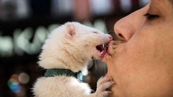 woman kissing her ferret