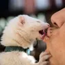 Is It OK to Kiss Your Pets on the Mouth?