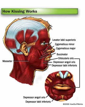 The Anatomy of a Kiss Kissing Lots More Information HowStuffWorks