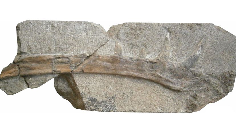 jawbone of Klobiodon